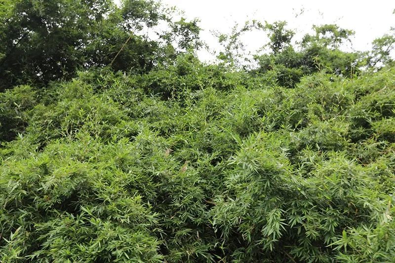 绿水青山，联翩而至，allbet2018云浮之旅